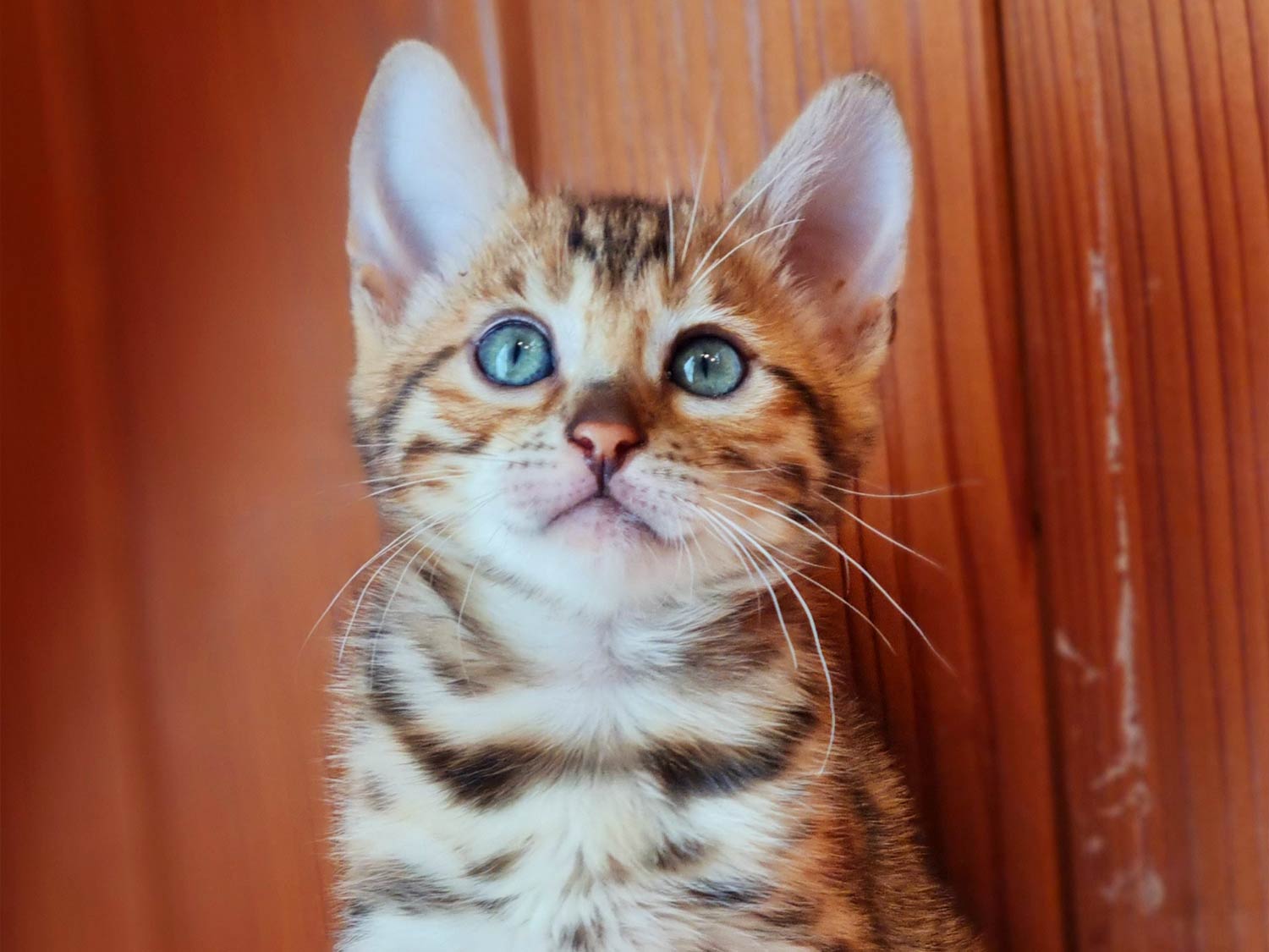 Bengalkitten vom Hüttenhof