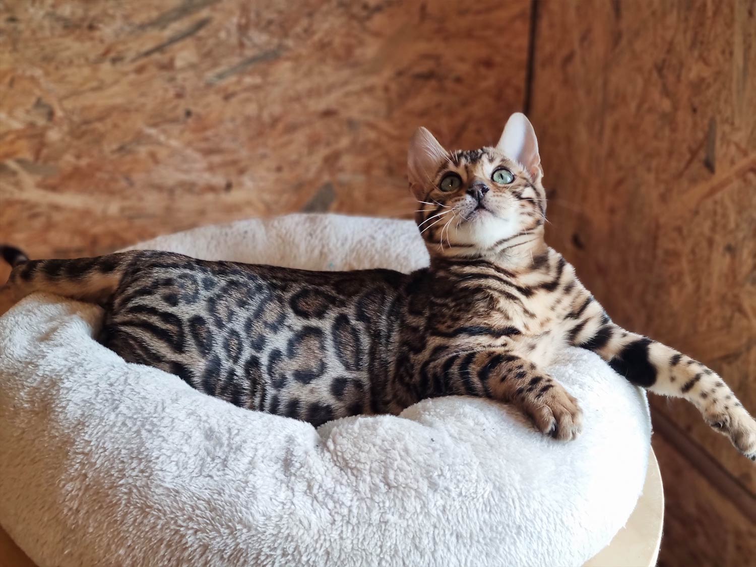 Bengalkitten vom Hüttenhof