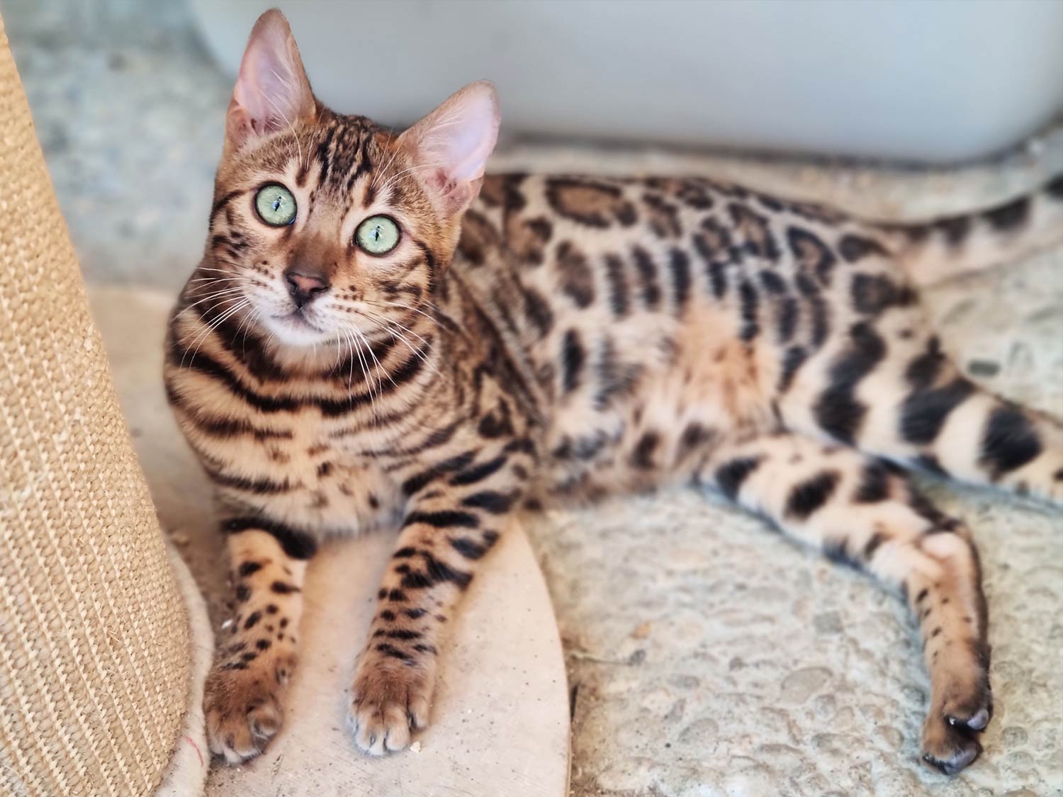 Bengalkitten vom Hüttenhof