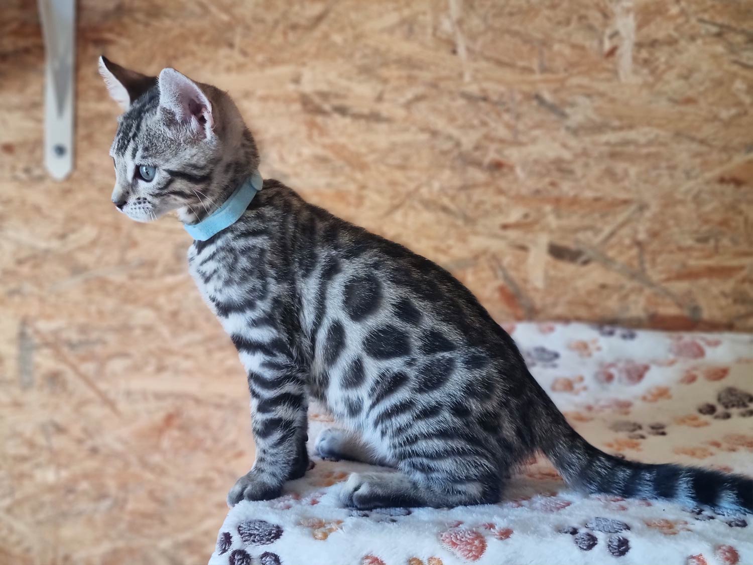 Bengalkitten vom Hüttenhof