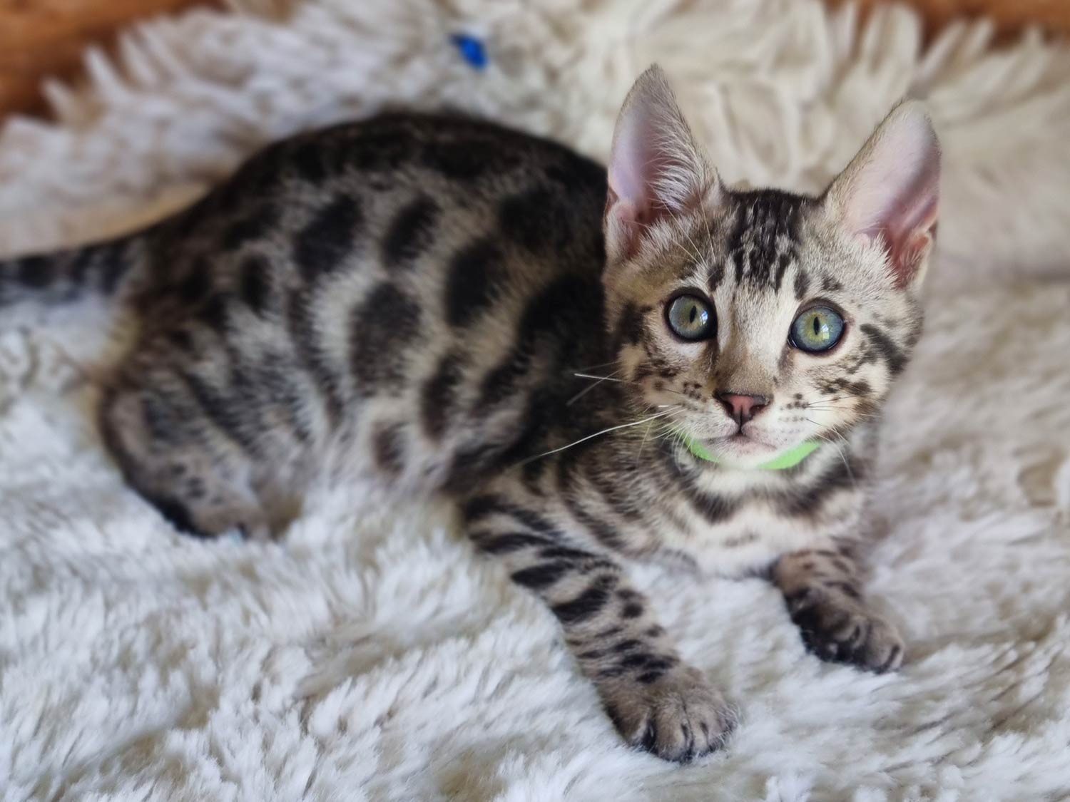 Bengalkitten vom Hüttenhof