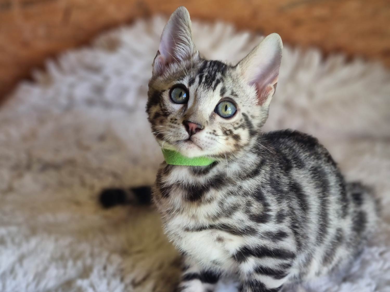 Bengalkitten vom Hüttenhof