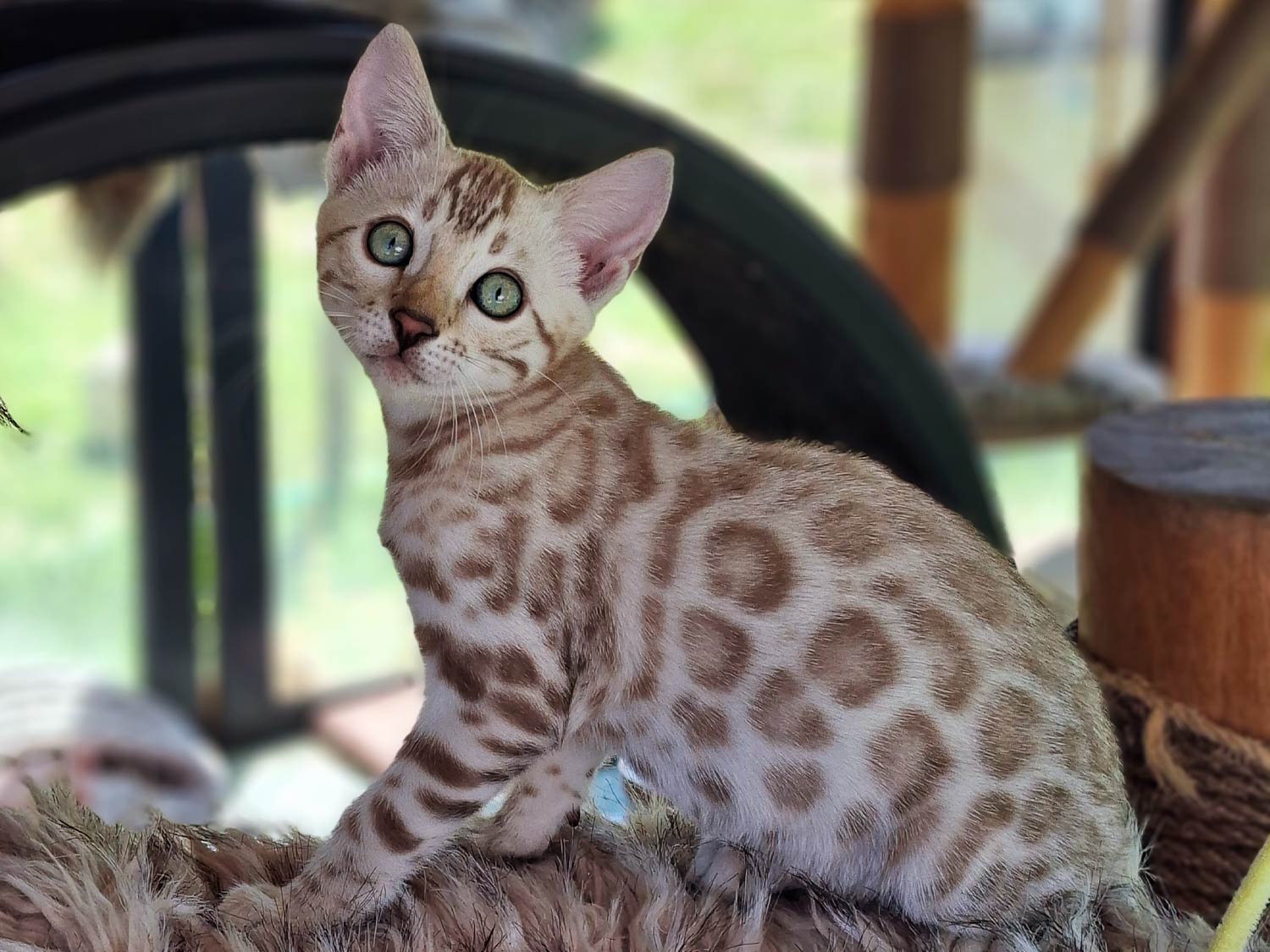Bengalkitten