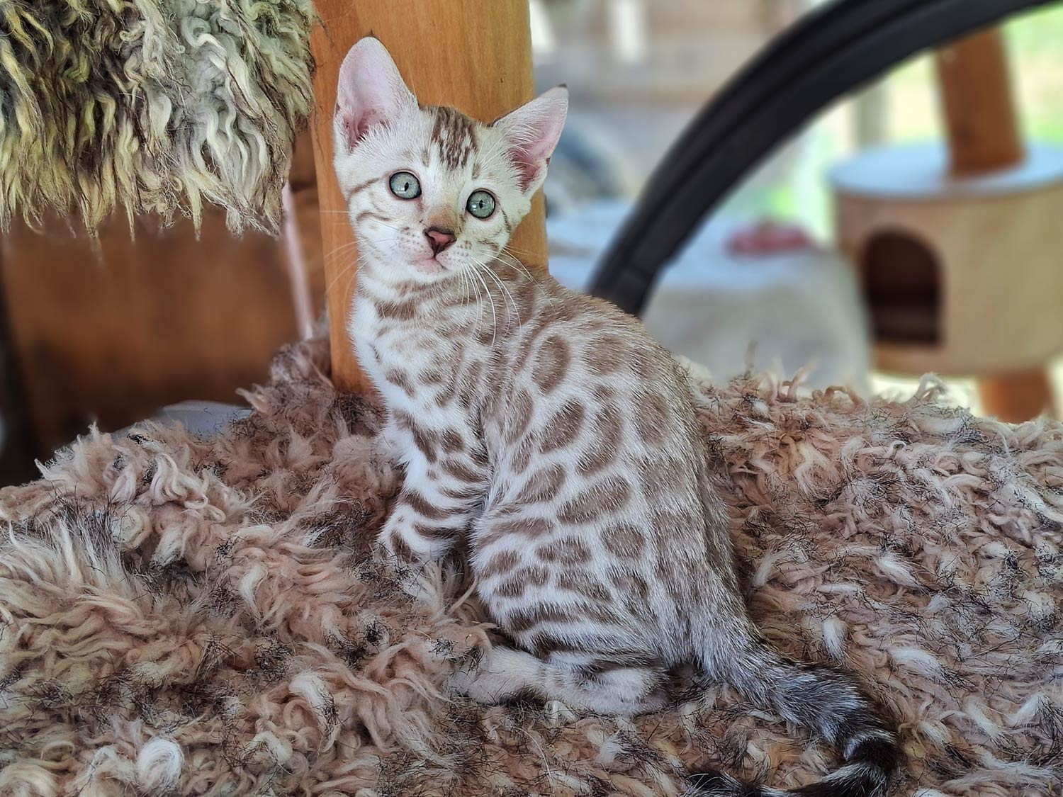 Bengalkitten