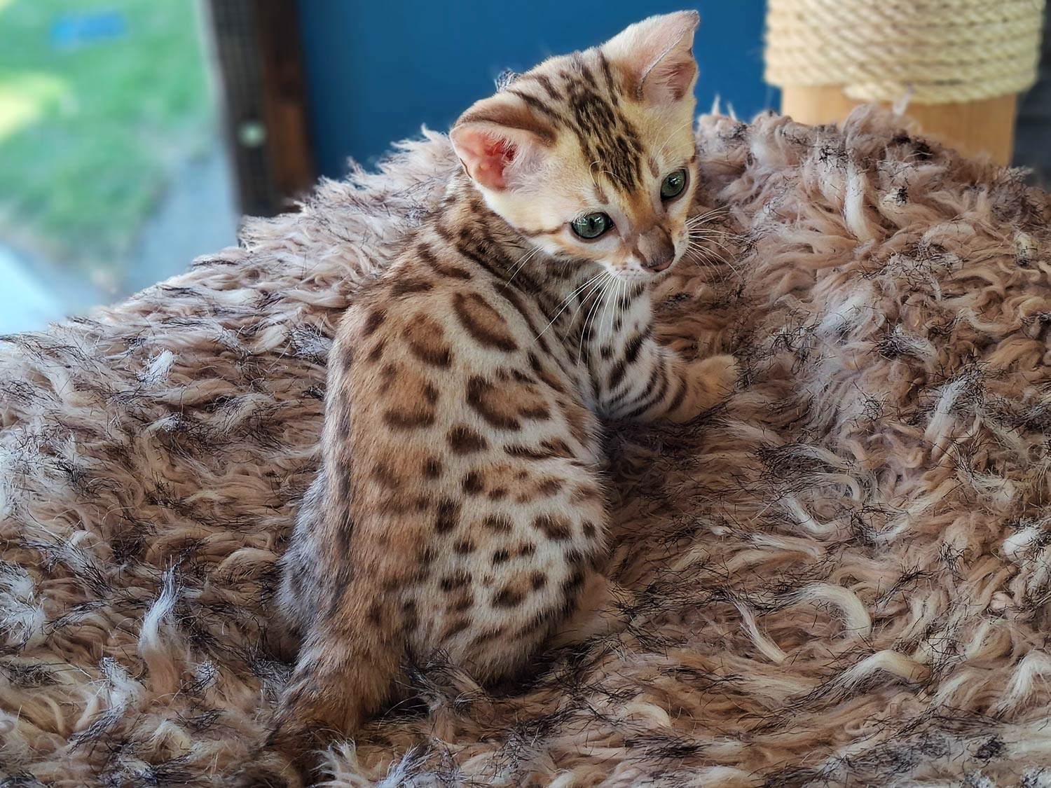 Bengalkitten