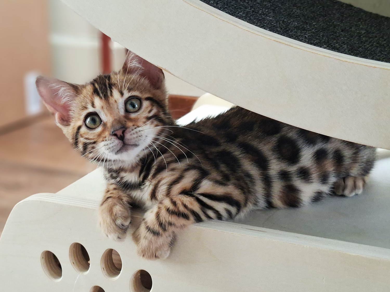 Bengalkitten
