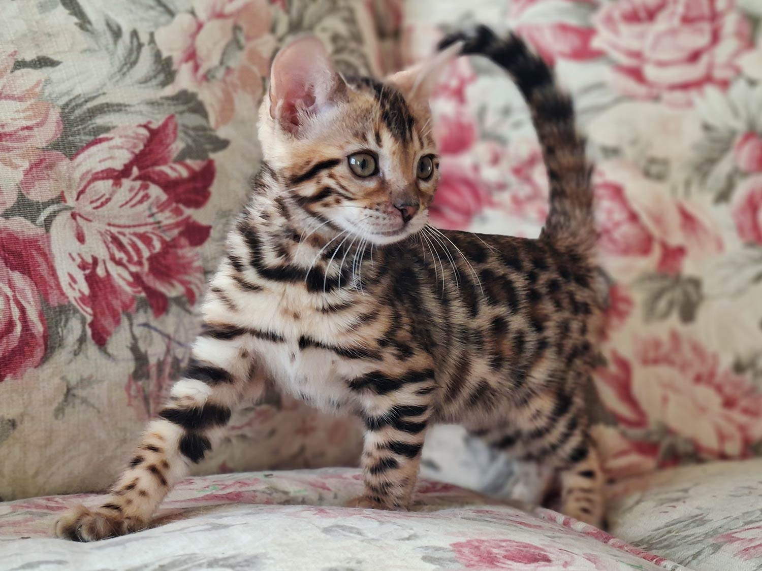 Bengalkitten